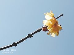 -莘庄梅园