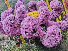 -杭州植物园