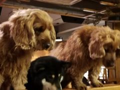 -萌喵咖啡屋(人民东路4号口M16商铺店)