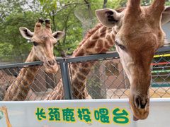 -荆州中山公园动物园