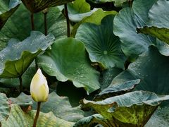 -金山植物公园