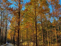 -白水寺森林公园