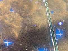 -四海蒸鲜蒸汽海鲜自助(北戴河店)