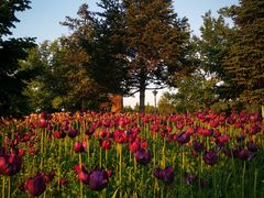 -长春公园(普阳街道)