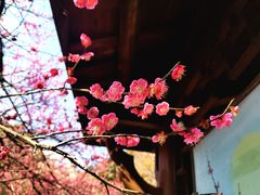 -杭州植物园