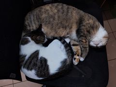 -宠物星动物医院·眼科·异宠·猫科(江南大道总院)