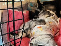 -爱侣·安琦尔宠物医院·中兽医针灸·心内科·狂犬免疫点(宝山区院)