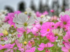 -花开海上生态园