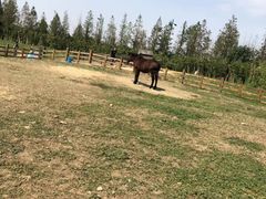 -田园东方蜜桃村的田野营地