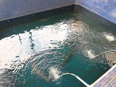 -鸿渡渔庄·特色鸭咀鱼