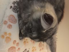 -小猫来了·猫咪专售(红山六九七九店)