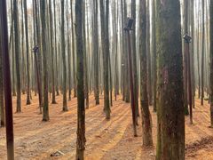 -山王坪喀斯特国家生态公园