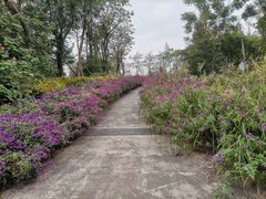 -白鹭湾湿地公园