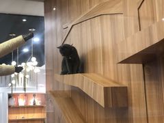 -袖虎·猫馆(体育西路店)