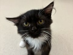 -共舞时光猫咖·狗咖(新街口店)