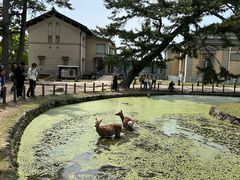 -奈良公园