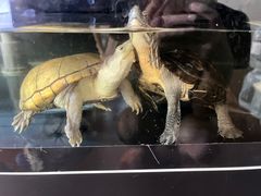 -灵龟之家百象馆(百象馆联合旗舰店)