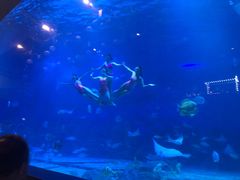 -烟台海昌鲸鲨海洋公园