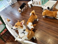 -柯斗斗主题餐厅·狗咖·围炉煮茶·茶饮(国瑞升平里店)