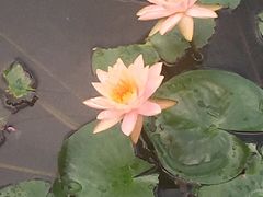 -云溪植物园