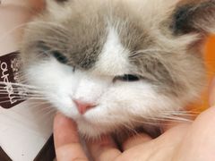 -御宝贝·A梦猫科宠物医院(国际猫友好医院)