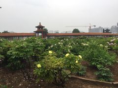 -曹州百花园