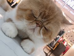 -糯米喵星人·撸猫猫舍咖啡馆(西市场嘉华店)