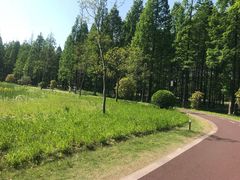 -黄海国家森林公园