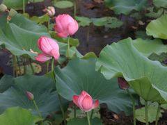 -荷塘月色湿地公园·向阳花洲