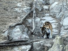 -大连森林动物园