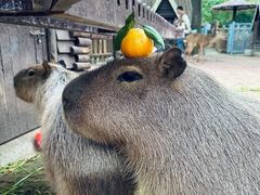 -上海野生动物园