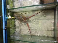 -明润海鲜(南边海店)