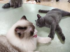 -猫和宫(六道口店)