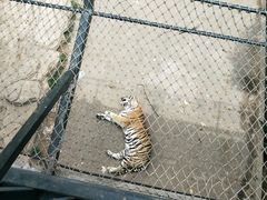 -大连森林动物园