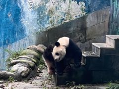 -中国大熊猫保护研究中心雅安碧峰峡基地