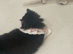 -共舞时光猫咖·狗咖(新街口店)