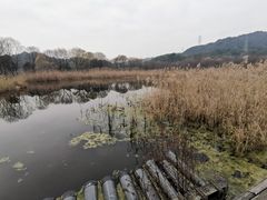 -西湖风景区-江洋畈生态公园