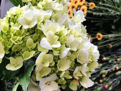 -双季花艺园艺市场(浦东店)