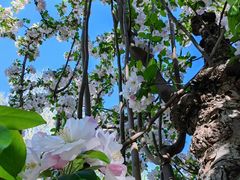 -海棠花溪(元大都城垣遗址公园)