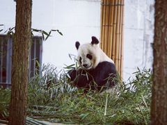 -硗碛藏寨·神木垒景区