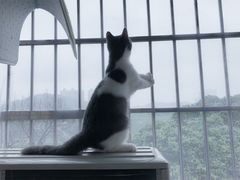 -爱诺耐芙动物医院(万博店)