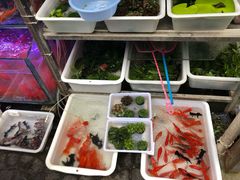 -曲阳花鸟市场(曲阳路店)