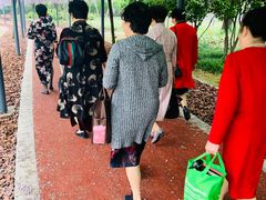 -嘉定紫藤园
