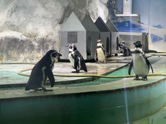 -北戴河圣蓝海洋公园