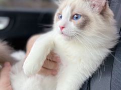 -翊宠yipet猫狗购宠庄园犬舍•猫舍