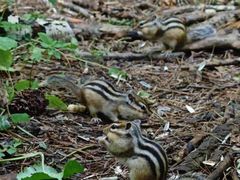 -五营红松林海景区