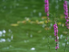 -钓鱼台国宾馆