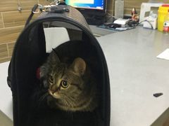 -爱侣宠医·鹦鹉专科·小型哺乳类·异宠专科(灵石路店)