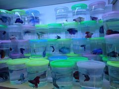 -山东柏宁水族批发广场