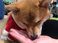 -逗柴咖啡屋·狗咖猫咖宠物桌游